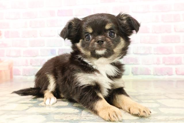 東京都のチワワ(ロング) (Coo&RIKU自由が丘店/2025年10月4日生まれ/女の子/ブラックタン)の子犬の3枚目の画像