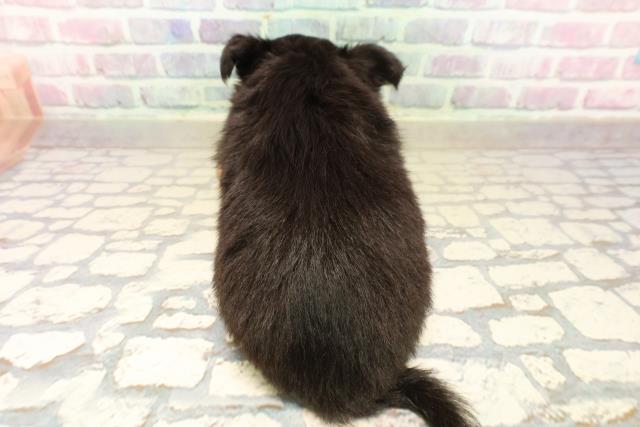 東京都のチワワ(ロング) (Coo&RIKU自由が丘店/2025年10月4日生まれ/女の子/ブラックタン)の子犬の4枚目の画像