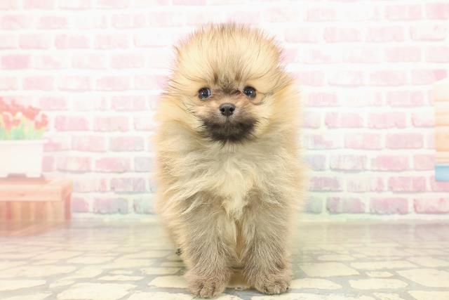 長野県のポメラニアン (Coo&RIKU長野店/2025年10月5日生まれ/男の子/オレンジ)の子犬の1枚目の画像
