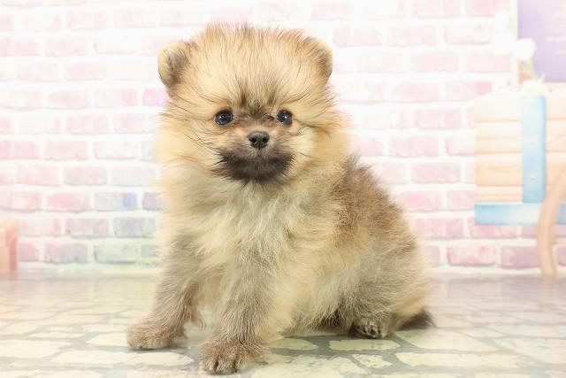 長野県のポメラニアン (Coo&RIKU長野店/2025年10月5日生まれ/男の子/オレンジ)の子犬の2枚目の画像