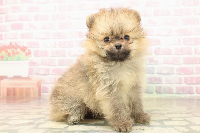 長野県のポメラニアン (Coo&RIKU長野店/2025年10月5日生まれ/男の子/オレンジ)の子犬の3枚目の画像