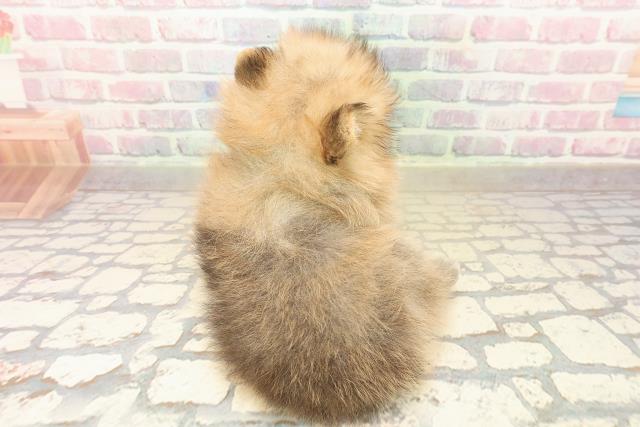 長野県のポメラニアン (Coo&RIKU長野店/2025年10月5日生まれ/男の子/オレンジ)の子犬の4枚目の画像