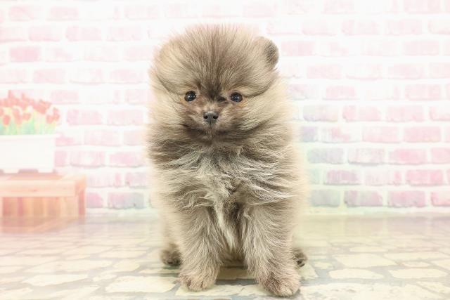 長野県のポメラニアン (Coo&RIKU松本店/2025年10月5日生まれ/女の子/オレンジ)の子犬の1枚目の画像