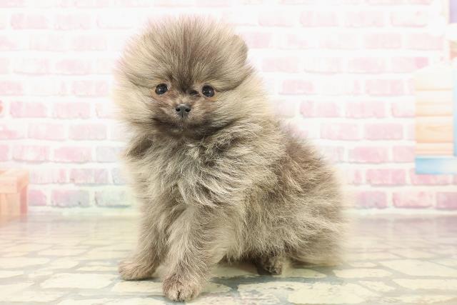 長野県のポメラニアン (Coo&RIKU松本店/2025年10月5日生まれ/女の子/オレンジ)の子犬の2枚目の画像