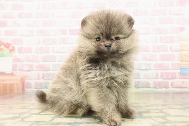 長野県のポメラニアン (Coo&RIKU松本店/2025年10月5日生まれ/女の子/オレンジ)の子犬の3枚目の画像