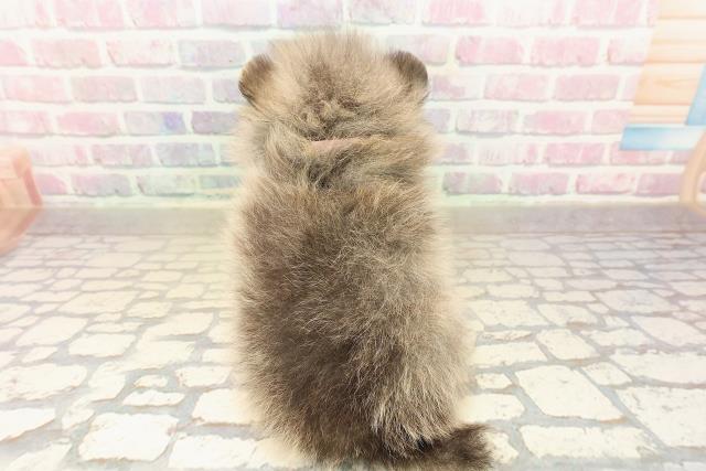 長野県のポメラニアン (Coo&RIKU松本店/2025年10月5日生まれ/女の子/オレンジ)の子犬の4枚目の画像