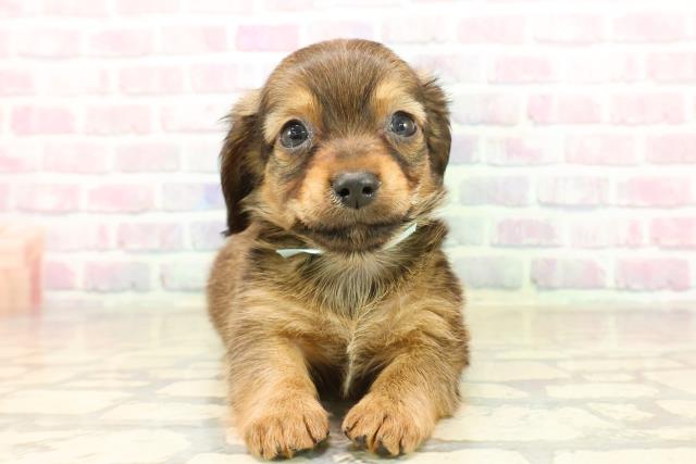 沖縄県のチワックス(チワワ×ダックス) (Coo&RIKU沖縄浦添店/2025年10月7日生まれ/男の子/フォーン)の子犬の1枚目の画像