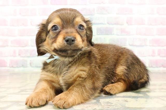 沖縄県のチワックス(チワワ×ダックス) (Coo&RIKU沖縄浦添店/2025年10月7日生まれ/男の子/フォーン)の子犬の2枚目の画像