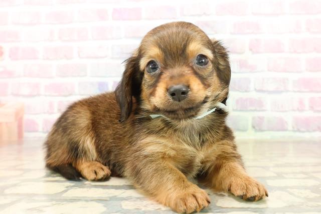 沖縄県のチワックス(チワワ×ダックス) (Coo&RIKU沖縄浦添店/2025年10月7日生まれ/男の子/フォーン)の子犬の3枚目の画像