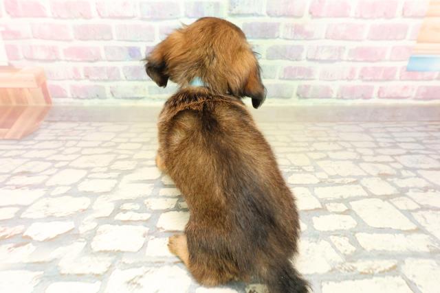 沖縄県のチワックス(チワワ×ダックス) (Coo&RIKU沖縄浦添店/2025年10月7日生まれ/男の子/フォーン)の子犬の4枚目の画像