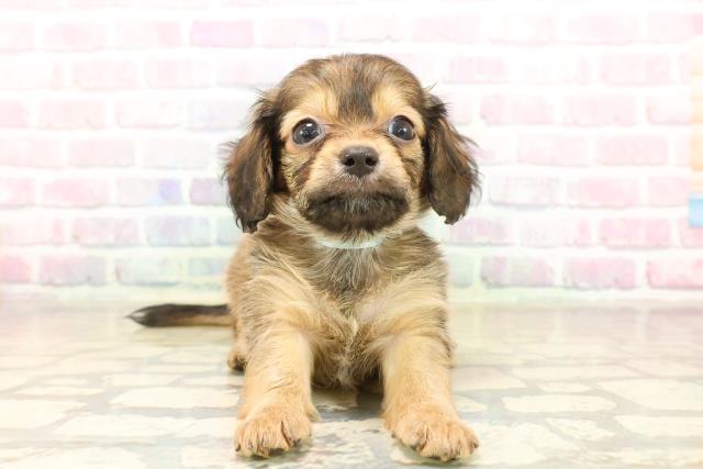 福島県のチワックス(チワワ×ダックス) (Coo&RIKU会津若松店/2025年10月7日生まれ/男の子/フォーン)の子犬