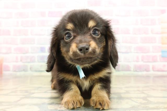 新潟県のチワックス(チワワ×ダックス) (Coo&RIKU新潟東店/2025年10月7日生まれ/男の子/ブラックタン)の子犬の1枚目の画像