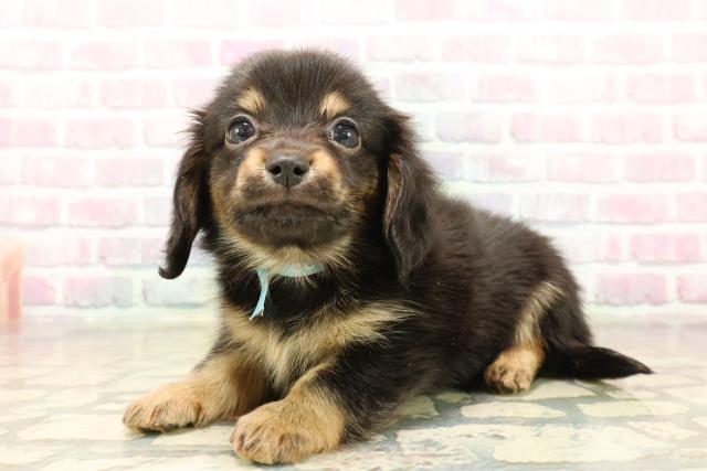 新潟県のチワックス(チワワ×ダックス) (Coo&RIKU新潟東店/2025年10月7日生まれ/男の子/ブラックタン)の子犬の2枚目の画像