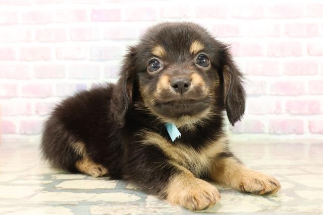 新潟県のチワックス(チワワ×ダックス) (Coo&RIKU新潟東店/2025年10月7日生まれ/男の子/ブラックタン)の子犬の3枚目の画像