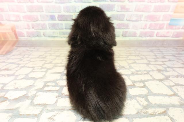 新潟県のチワックス(チワワ×ダックス) (Coo&RIKU新潟東店/2025年10月7日生まれ/男の子/ブラックタン)の子犬の4枚目の画像