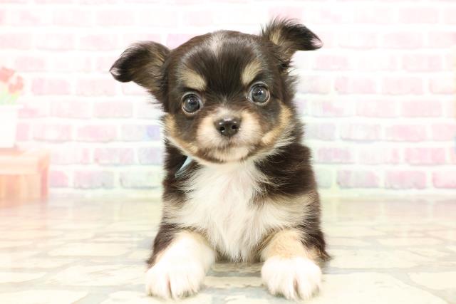 千葉県のチワワ(ロング) (Coo&RIKU木更津店/2025年10月6日生まれ/男の子/ブラックタンホワイト)の子犬の1枚目の画像