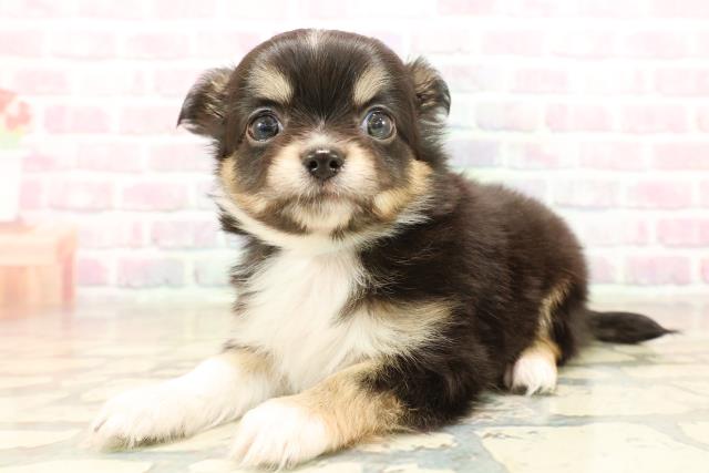 千葉県のチワワ(ロング) (Coo&RIKU木更津店/2025年10月6日生まれ/男の子/ブラックタンホワイト)の子犬の2枚目の画像