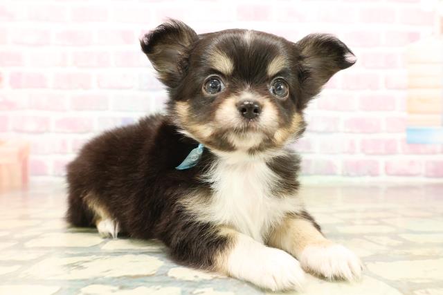 千葉県のチワワ(ロング) (Coo&RIKU木更津店/2025年10月6日生まれ/男の子/ブラックタンホワイト)の子犬の3枚目の画像