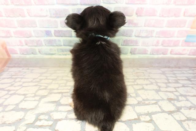 千葉県のチワワ(ロング) (Coo&RIKU木更津店/2025年10月6日生まれ/男の子/ブラックタンホワイト)の子犬の4枚目の画像