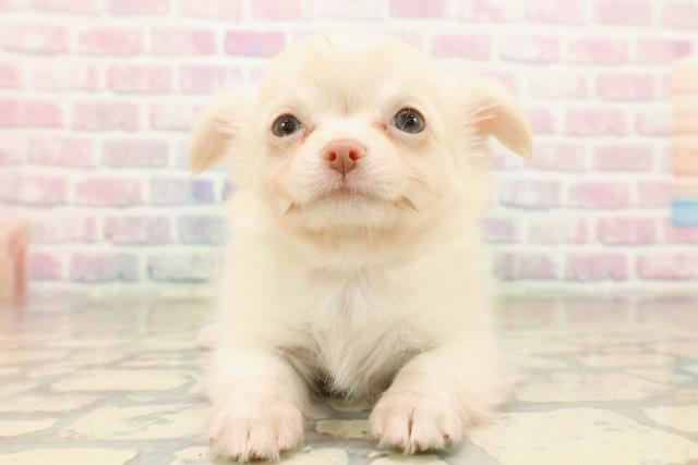 福島県のチワワ(ロング) (Coo&RIKUいわき店/2025年10月5日生まれ/女の子/クリーム)の子犬