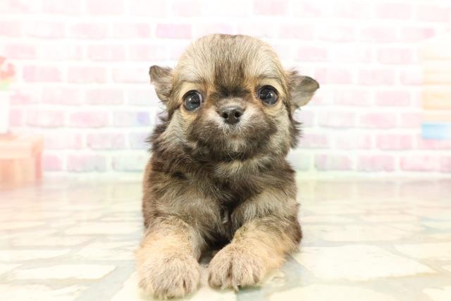 千葉県のチワワ(ロング) (Coo&RIKU東船橋店/2025年10月6日生まれ/男の子/フォーン)の子犬の1枚目の画像