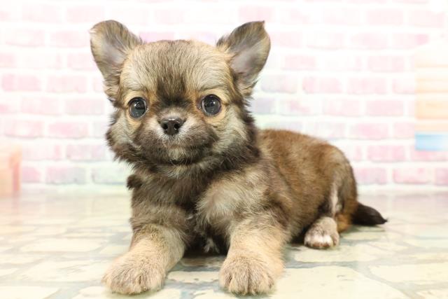 千葉県のチワワ(ロング) (Coo&RIKU東船橋店/2025年10月6日生まれ/男の子/フォーン)の子犬の2枚目の画像