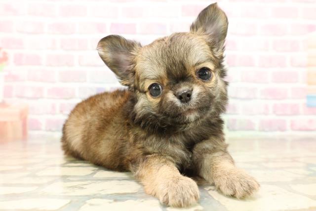 千葉県のチワワ(ロング) (Coo&RIKU東船橋店/2025年10月6日生まれ/男の子/フォーン)の子犬の3枚目の画像