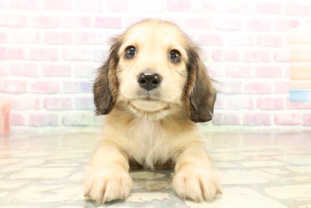 ミニチュア・ダックスフンド