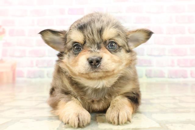 東京都のチワワ(ロング) (Coo&RIKU新小岩店/2025年10月7日生まれ/男の子/ブルーマール)の子犬の1枚目の画像