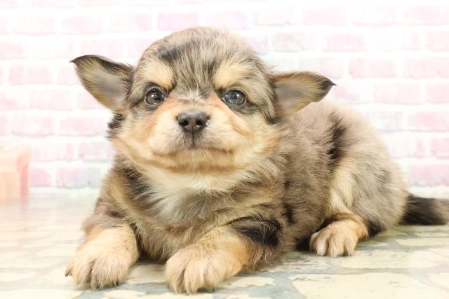 東京都のチワワ(ロング) (Coo&RIKU新小岩店/2025年10月7日生まれ/男の子/ブルーマール)の子犬の2枚目の画像