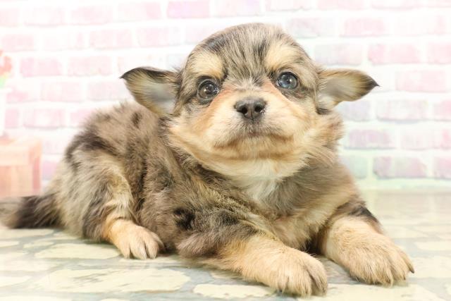 東京都のチワワ(ロング) (Coo&RIKU新小岩店/2025年10月7日生まれ/男の子/ブルーマール)の子犬の3枚目の画像