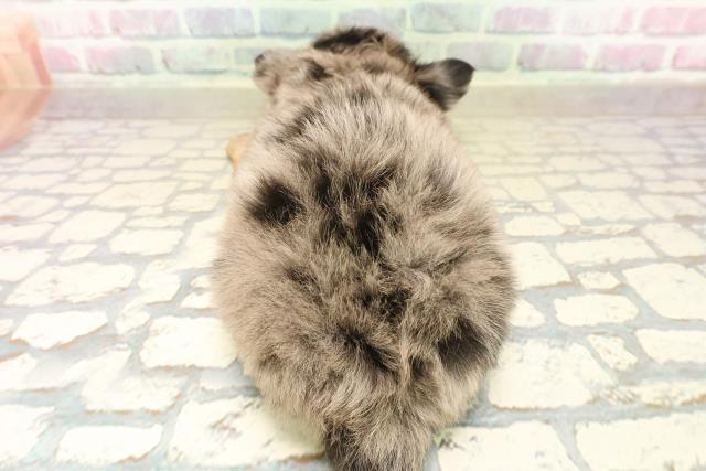 東京都のチワワ(ロング) (Coo&RIKU新小岩店/2025年10月7日生まれ/男の子/ブルーマール)の子犬の4枚目の画像