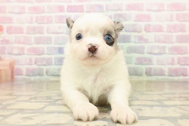 埼玉県のチワワ(ロング) (Coo&RIKU綿半坂戸店/2025年10月6日生まれ/男の子/ホワイトブルーマール)の子犬の1枚目の画像