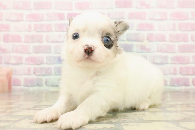 埼玉県のチワワ(ロング) (Coo&RIKU綿半坂戸店/2025年10月6日生まれ/男の子/ホワイトブルーマール)の子犬の2枚目の画像