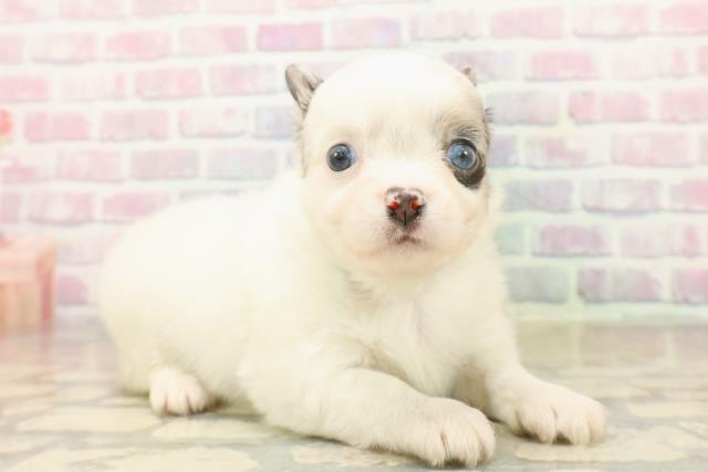 埼玉県のチワワ(ロング) (Coo&RIKU綿半坂戸店/2025年10月6日生まれ/男の子/ホワイトブルーマール)の子犬の3枚目の画像