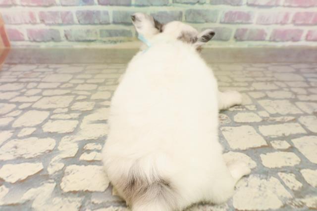 埼玉県のチワワ(ロング) (Coo&RIKU綿半坂戸店/2025年10月6日生まれ/男の子/ホワイトブルーマール)の子犬の4枚目の画像