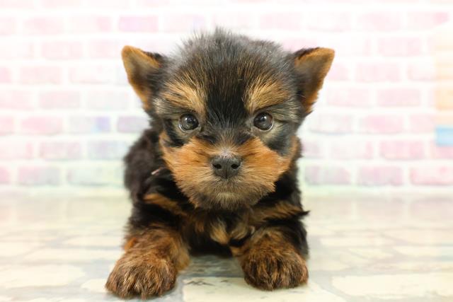 ヨークシャーテリア