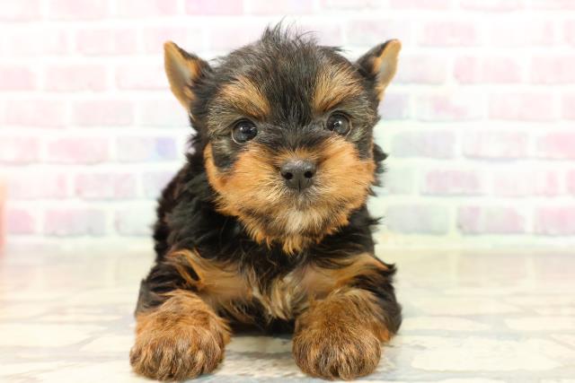 ヨークシャーテリア