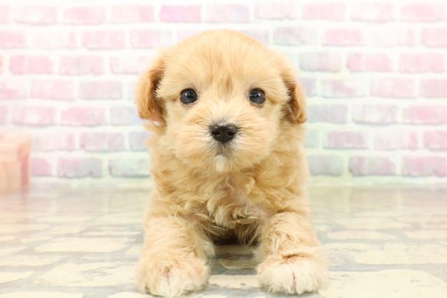 群馬県のマルプー(マルチーズ×プードル) (Coo&RIKU伊勢崎店/2025年10月7日生まれ/女の子/アプリコット)の子犬