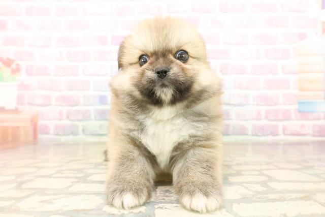群馬県のペキポメ/ポメペキ(ペキニーズ×ポメラニアン) (Coo&RIKU高崎店/2025年10月7日生まれ/男の子/オレンジ)の子犬