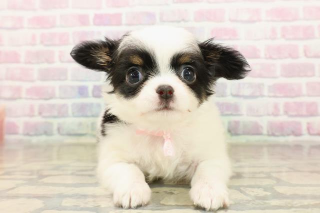 東京都のチワワ(ロング) (Coo&RIKUフレスポ住吉店/2025年10月6日生まれ/女の子/ブラックタンホワイト)の子犬の1枚目の画像