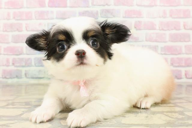 東京都のチワワ(ロング) (Coo&RIKUフレスポ住吉店/2025年10月6日生まれ/女の子/ブラックタンホワイト)の子犬の2枚目の画像