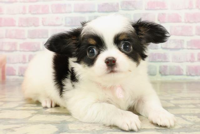 東京都のチワワ(ロング) (Coo&RIKUフレスポ住吉店/2025年10月6日生まれ/女の子/ブラックタンホワイト)の子犬の3枚目の画像