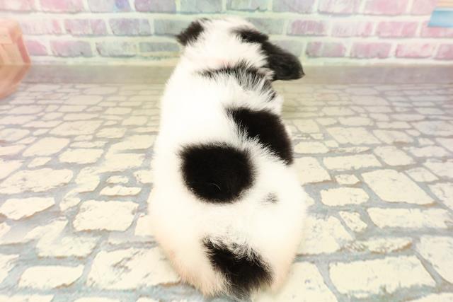 東京都のチワワ(ロング) (Coo&RIKUフレスポ住吉店/2025年10月6日生まれ/女の子/ブラックタンホワイト)の子犬の4枚目の画像