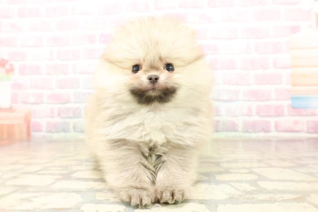 東京都のポメラニアン (Coo&RIKU三軒茶屋店/2025年10月5日生まれ/女の子/オレンジ)の子犬の1枚目の画像