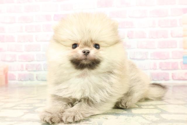 東京都のポメラニアン (Coo&RIKU三軒茶屋店/2025年10月5日生まれ/女の子/オレンジ)の子犬の2枚目の画像