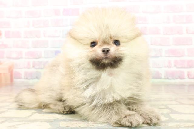 東京都のポメラニアン (Coo&RIKU三軒茶屋店/2025年10月5日生まれ/女の子/オレンジ)の子犬の3枚目の画像