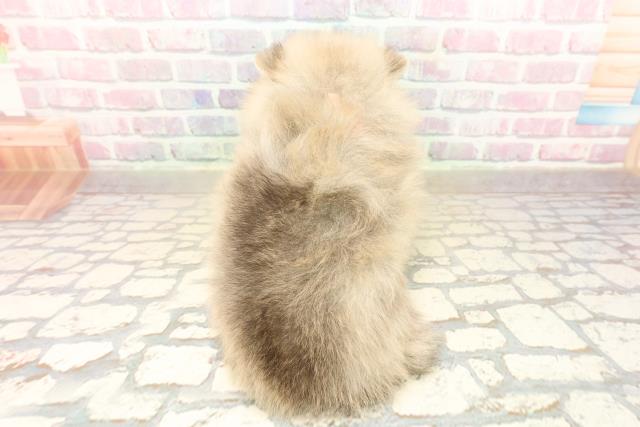 東京都のポメラニアン (Coo&RIKU三軒茶屋店/2025年10月5日生まれ/女の子/オレンジ)の子犬の4枚目の画像