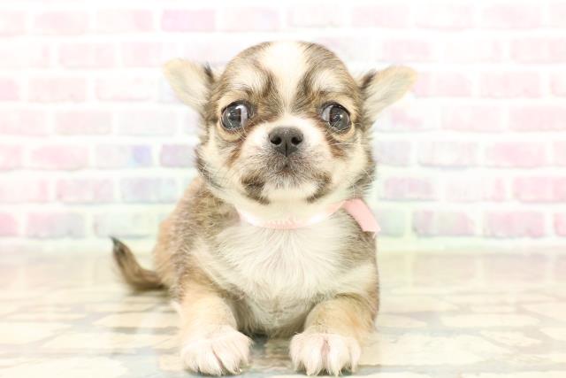 東京都のチワワ(ロング) (Coo&RIKU武蔵小山店/2025年10月6日生まれ/女の子/セーブルホワイト)の子犬の1枚目の画像