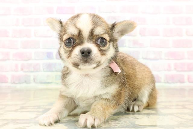 東京都のチワワ(ロング) (Coo&RIKU武蔵小山店/2025年10月6日生まれ/女の子/セーブルホワイト)の子犬の2枚目の画像